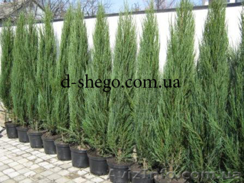 Можжевельник, можжевельник купить Киев - <ro>Изображение</ro><ru>Изображение</ru> #3, <ru>Объявление</ru> #174107