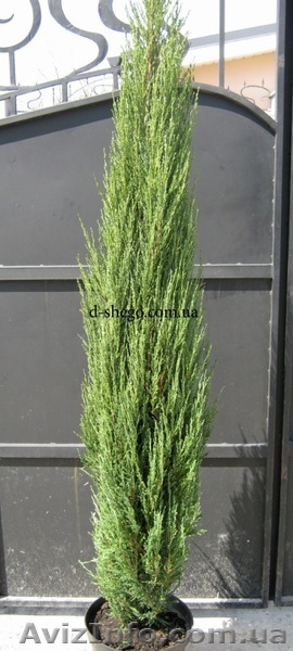 Можжевельник, можжевельник купить Киев - <ro>Изображение</ro><ru>Изображение</ru> #4, <ru>Объявление</ru> #174107