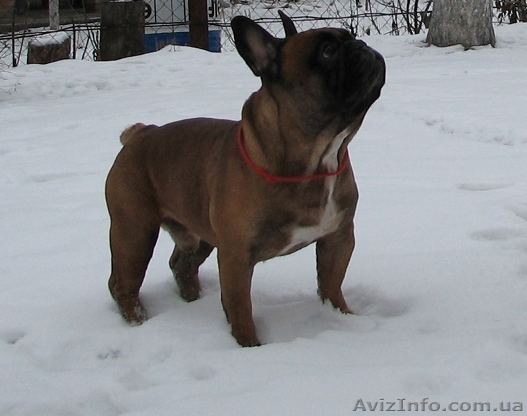 Предлагается для вязки рыжий французский бульдог - <ro>Изображение</ro><ru>Изображение</ru> #2, <ru>Объявление</ru> #168635