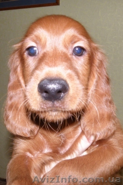 Щенки ирландского сеттера - <ro>Изображение</ro><ru>Изображение</ru> #2, <ru>Объявление</ru> #129870