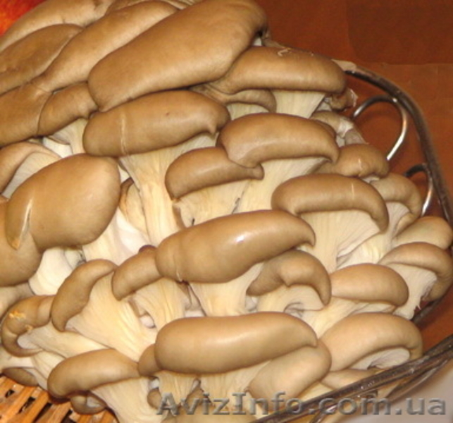 Продажа грибов вешенка  - <ro>Изображение</ro><ru>Изображение</ru> #1, <ru>Объявление</ru> #159877