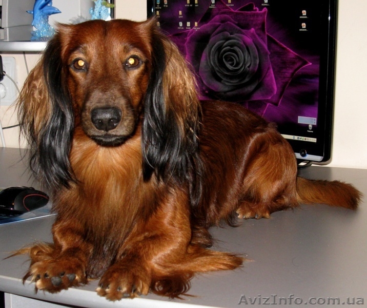 Очарователые щенки породы такса стандартная длинношерстная - <ro>Изображение</ro><ru>Изображение</ru> #7, <ru>Объявление</ru> #182391