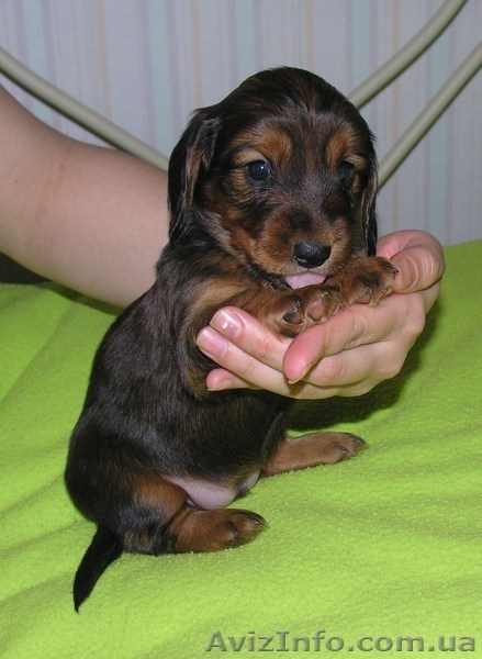 Очарователые щенки породы такса стандартная длинношерстная - <ro>Изображение</ro><ru>Изображение</ru> #5, <ru>Объявление</ru> #182391