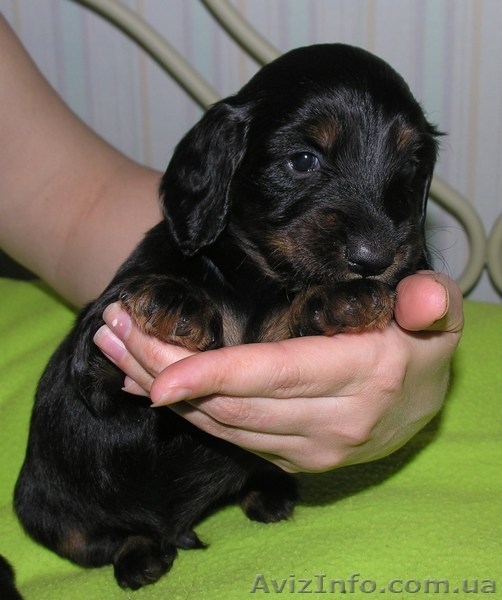 Очарователые щенки породы такса стандартная длинношерстная - <ro>Изображение</ro><ru>Изображение</ru> #3, <ru>Объявление</ru> #182391