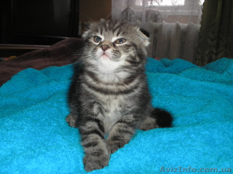 шотландцы редких окрасов - <ro>Изображение</ro><ru>Изображение</ru> #1, <ru>Объявление</ru> #168722