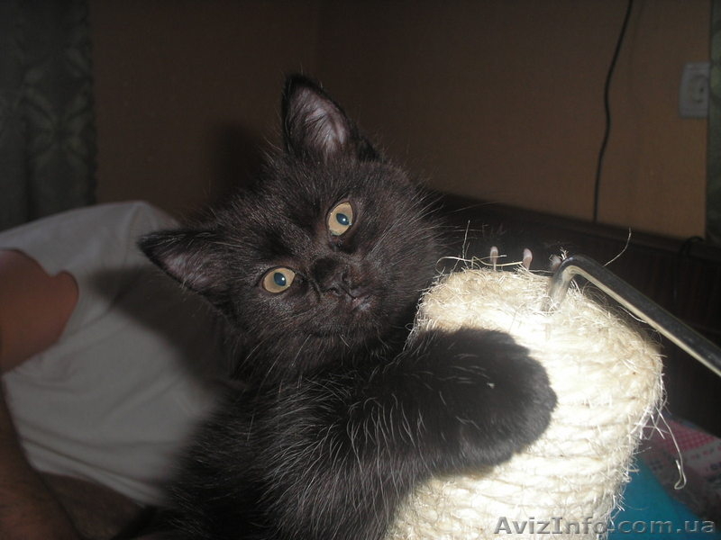 шотландцы редких окрасов - <ro>Изображение</ro><ru>Изображение</ru> #2, <ru>Объявление</ru> #168722