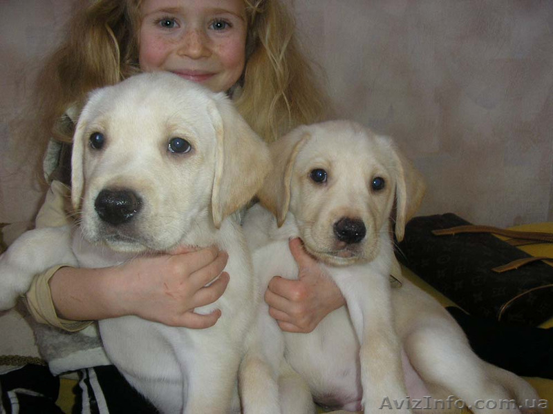 щенки лабрадора недорого - <ro>Изображение</ro><ru>Изображение</ru> #1, <ru>Объявление</ru> #179935
