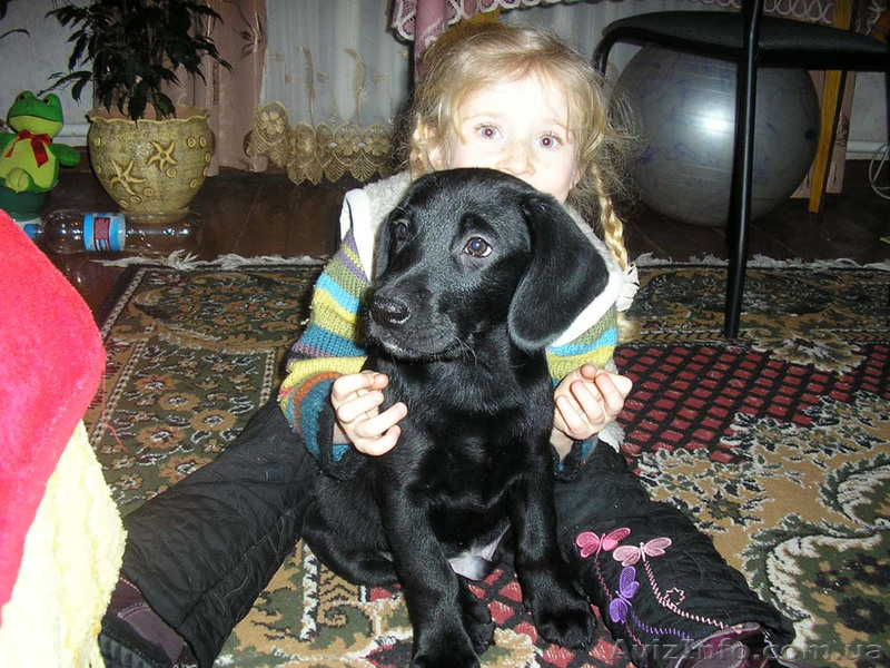 щенки лабрадора недорого - <ro>Изображение</ro><ru>Изображение</ru> #2, <ru>Объявление</ru> #179935