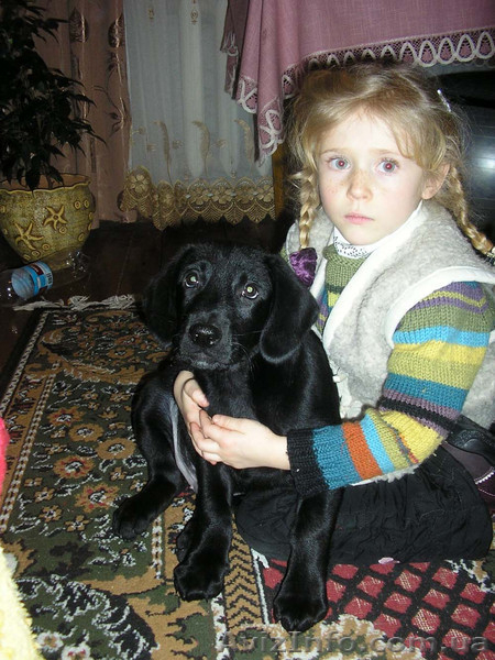 щенки лабрадора недорого - <ro>Изображение</ro><ru>Изображение</ru> #3, <ru>Объявление</ru> #179935