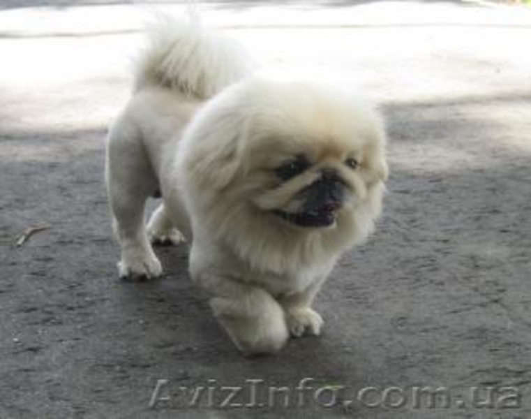 качественная стрижка собак и кошек - <ro>Изображение</ro><ru>Изображение</ru> #4, <ru>Объявление</ru> #163661