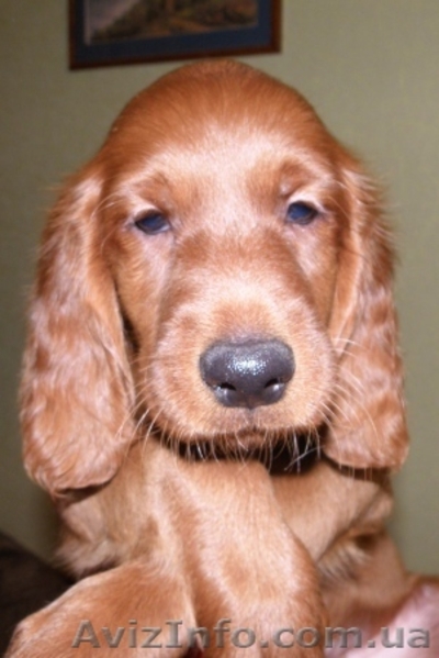 Щенки ирландского сеттера - <ro>Изображение</ro><ru>Изображение</ru> #3, <ru>Объявление</ru> #129870