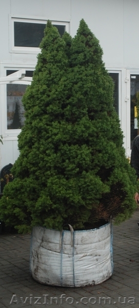 Ель  купить Киев, голубая ель  - <ro>Изображение</ro><ru>Изображение</ru> #4, <ru>Объявление</ru> #174122