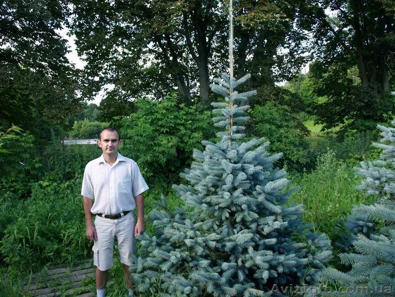 Голубые ели, ель, голубая ель  - <ro>Изображение</ro><ru>Изображение</ru> #3, <ru>Объявление</ru> #174135