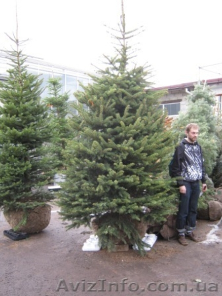 Ель  купить Киев, голубая ель  - <ro>Изображение</ro><ru>Изображение</ru> #3, <ru>Объявление</ru> #174122