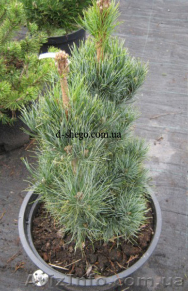 Сосна купить Киев, сосна горная  - <ro>Изображение</ro><ru>Изображение</ru> #1, <ru>Объявление</ru> #174130