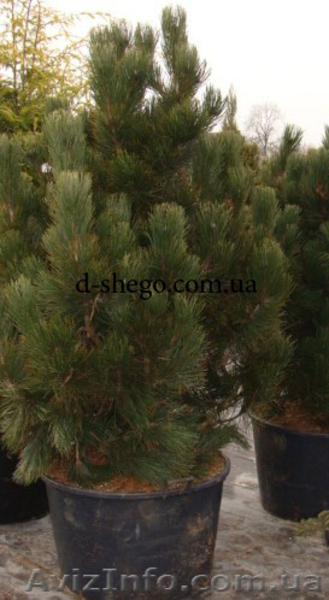 Сосна купить Киев, сосна горная  - <ro>Изображение</ro><ru>Изображение</ru> #2, <ru>Объявление</ru> #174130