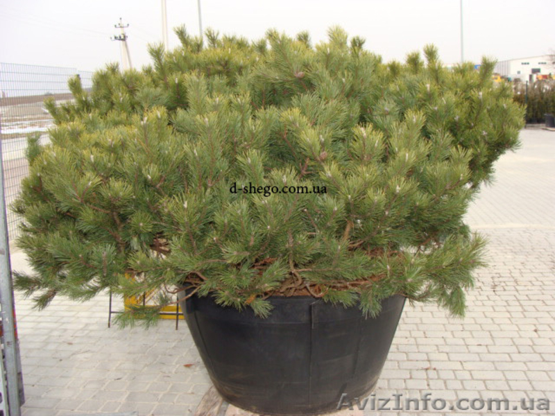 Сосна купить Киев, сосна горная  - <ro>Изображение</ro><ru>Изображение</ru> #4, <ru>Объявление</ru> #174130