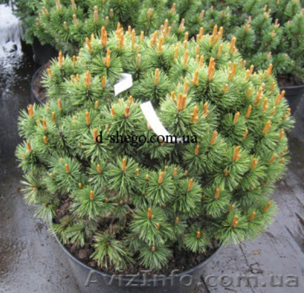 Сосна купить Киев, сосна горная  - <ro>Изображение</ro><ru>Изображение</ru> #5, <ru>Объявление</ru> #174130