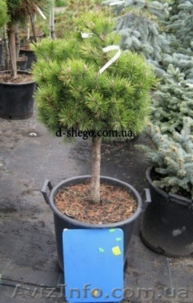 Сосна купить Киев, сосна горная  - <ro>Изображение</ro><ru>Изображение</ru> #6, <ru>Объявление</ru> #174130