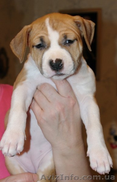 Щенки Американский Стаффордширский Терьер Продам (стафф,амстафф) - <ro>Изображение</ro><ru>Изображение</ru> #5, <ru>Объявление</ru> #159645