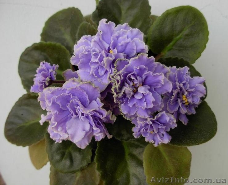 Сортовые фиалки: Распродам Излишки - <ro>Изображение</ro><ru>Изображение</ru> #8, <ru>Объявление</ru> #160810