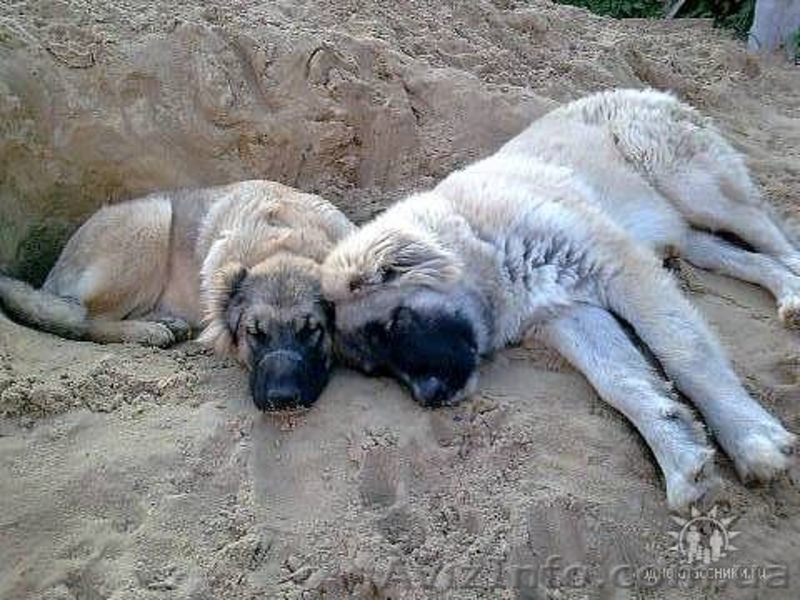 Продаются щенки-подростки кавказской овчарки  - <ro>Изображение</ro><ru>Изображение</ru> #2, <ru>Объявление</ru> #169434