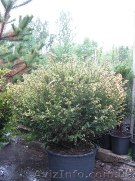 Тис,  тис ягодный,  купить тис Киев - <ro>Изображение</ro><ru>Изображение</ru> #5, <ru>Объявление</ru> #174133