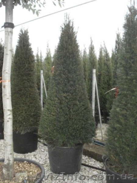 Тис,  тис ягодный,  купить тис Киев - <ro>Изображение</ro><ru>Изображение</ru> #3, <ru>Объявление</ru> #174133