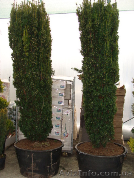 Тис,  тис ягодный,  купить тис Киев - <ro>Изображение</ro><ru>Изображение</ru> #4, <ru>Объявление</ru> #174133
