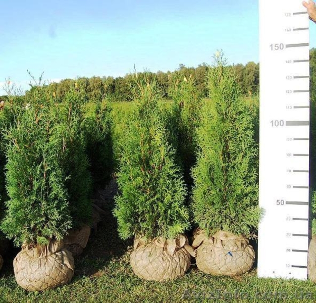 Туя, туя западная - <ro>Изображение</ro><ru>Изображение</ru> #1, <ru>Объявление</ru> #174103