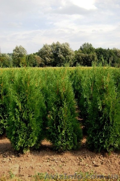 Туя, туя западная - <ro>Изображение</ro><ru>Изображение</ru> #3, <ru>Объявление</ru> #174103