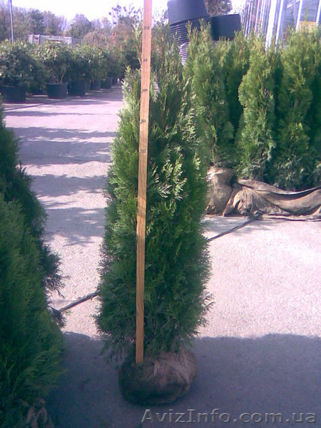 Туя, туя западная - <ro>Изображение</ro><ru>Изображение</ru> #2, <ru>Объявление</ru> #174103