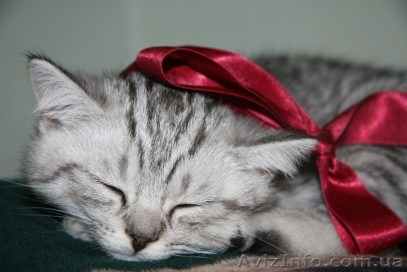 Шикарные мальчишки вислоушки и прямоушки - <ro>Изображение</ro><ru>Изображение</ru> #5, <ru>Объявление</ru> #173773