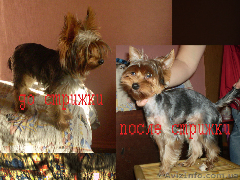 качественная стрижка собак и кошек - <ro>Изображение</ro><ru>Изображение</ru> #2, <ru>Объявление</ru> #163661