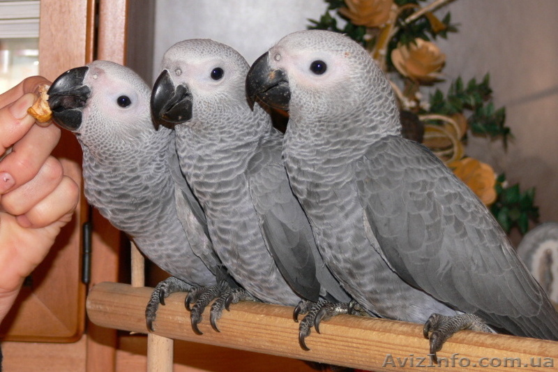 Ара Сине-Желтый, Ара Зеленокрылый - <ro>Изображение</ro><ru>Изображение</ru> #3, <ru>Объявление</ru> #161747