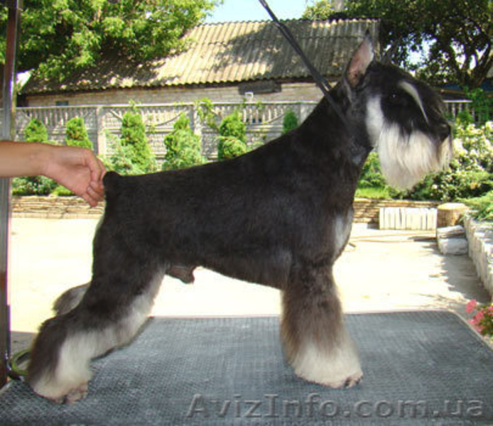 ЩЕНКИ ЦВЕРГШНАУЦЕРА ОКРАСА ЧЕРНЫЙ С СЕРЕБРОМ - <ro>Изображение</ro><ru>Изображение</ru> #2, <ru>Объявление</ru> #215648