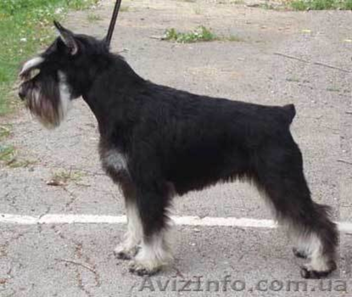 ЩЕНКИ ЦВЕРГШНАУЦЕРА ОКРАСА ЧЕРНЫЙ С СЕРЕБРОМ - <ro>Изображение</ro><ru>Изображение</ru> #1, <ru>Объявление</ru> #215648