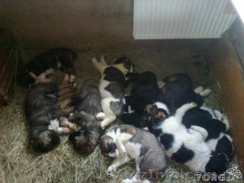 Продаются щенки Алабая - <ro>Изображение</ro><ru>Изображение</ru> #1, <ru>Объявление</ru> #212268