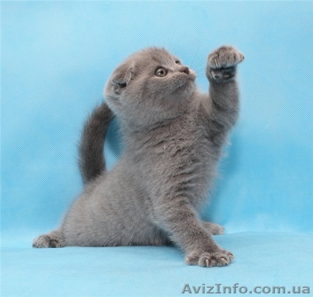 Шикарные плюшевые котята шотландской вислоухой.  - <ro>Изображение</ro><ru>Изображение</ru> #1, <ru>Объявление</ru> #194912