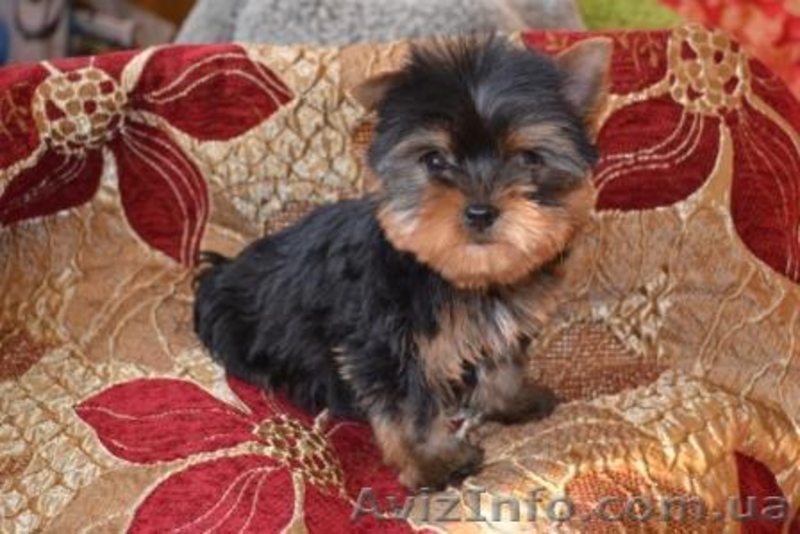 Щенки йоркширского терьера... - <ro>Изображение</ro><ru>Изображение</ru> #3, <ru>Объявление</ru> #192620