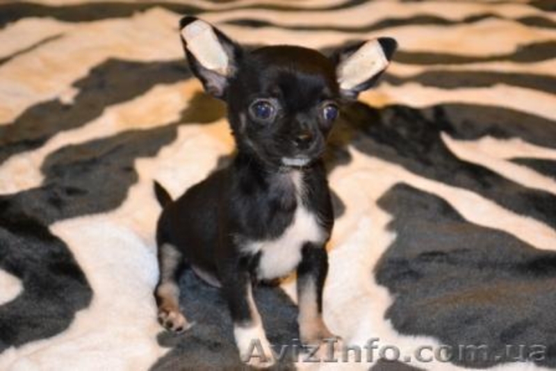 Щенки Чихуахуа мини и стандарт - <ro>Изображение</ro><ru>Изображение</ru> #2, <ru>Объявление</ru> #216453