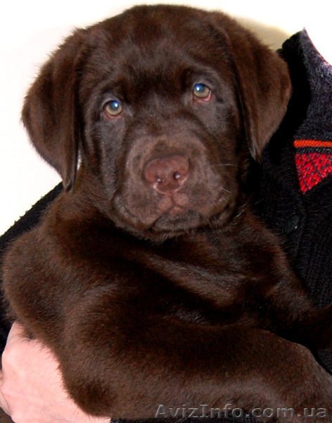 лабрадор щенки от чемпионов - <ro>Изображение</ro><ru>Изображение</ru> #1, <ru>Объявление</ru> #189595
