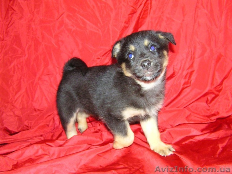 Милые щенки ищут своих хозяев - <ro>Изображение</ro><ru>Изображение</ru> #3, <ru>Объявление</ru> #196615