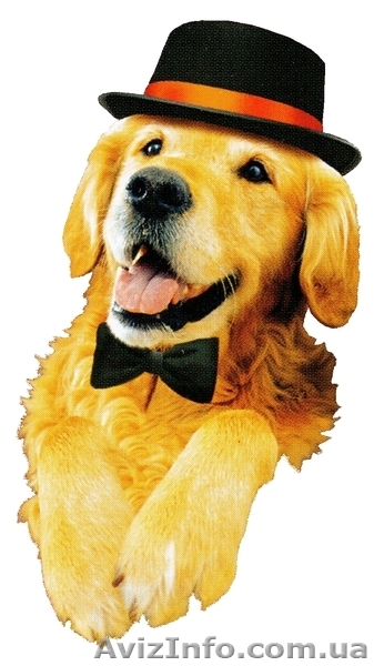 Новинка в Украине! Корм для собак и кошек - <ro>Изображение</ro><ru>Изображение</ru> #2, <ru>Объявление</ru> #187004