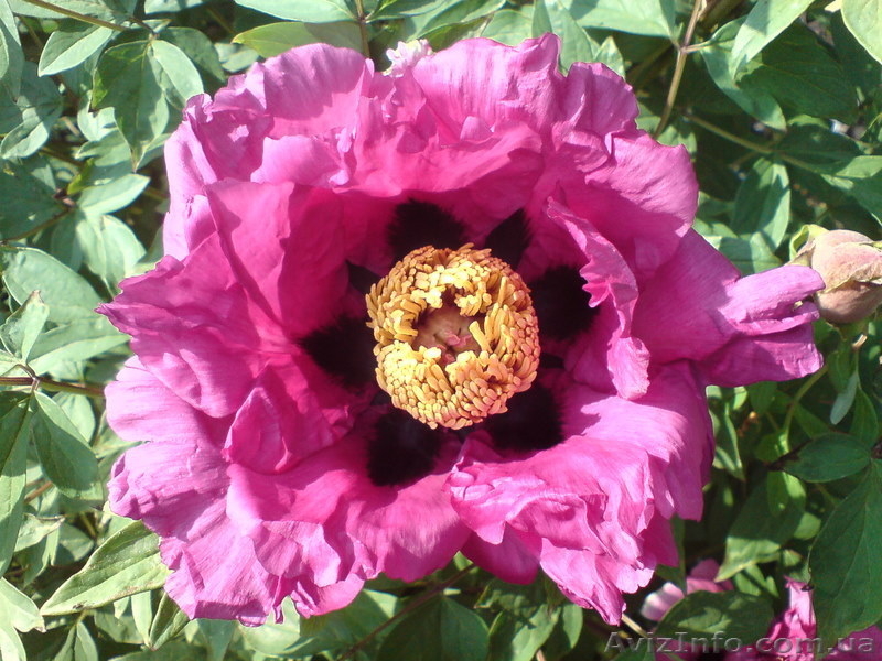 Пион древовидный   Paeonia suffruticosa - <ro>Изображение</ro><ru>Изображение</ru> #1, <ru>Объявление</ru> #207094