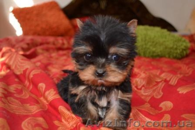 Щенки йоркширского терьера... - <ro>Изображение</ro><ru>Изображение</ru> #1, <ru>Объявление</ru> #192620