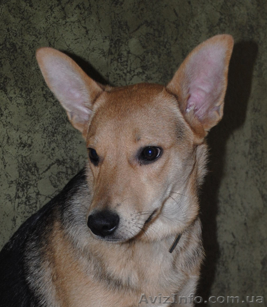 Метис овчарки, 6 месяцев, но средняя. - <ro>Изображение</ro><ru>Изображение</ru> #1, <ru>Объявление</ru> #198033