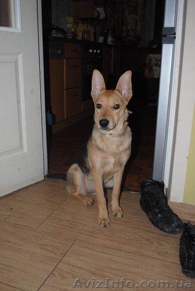 Метис овчарки, 6 месяцев, но средняя. - <ro>Изображение</ro><ru>Изображение</ru> #2, <ru>Объявление</ru> #198033