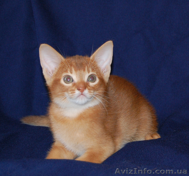 Абиссинские котята окраса фавн и соррель - <ro>Изображение</ro><ru>Изображение</ru> #1, <ru>Объявление</ru> #192892