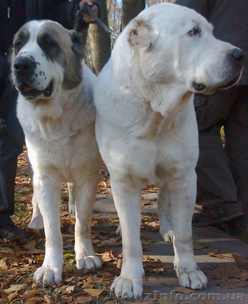 Щенки Алабая  от чемпиона продажа - <ro>Изображение</ro><ru>Изображение</ru> #1, <ru>Объявление</ru> #212271